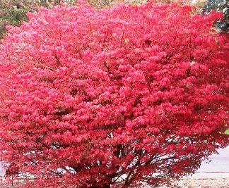 Mature round shrub with bright-red leaves