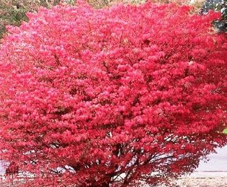 Mature round shrub with bright-red leaves