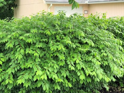 Hedge of large shrubs with soft, light-green foliage in front of house