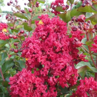 Close-up of cherry-red flowers on tree branch