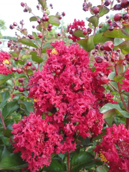 Close-up of cherry-red flowers on tree branch