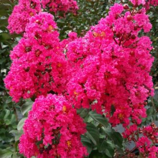 Close-up of hot pink flowers on tree branch