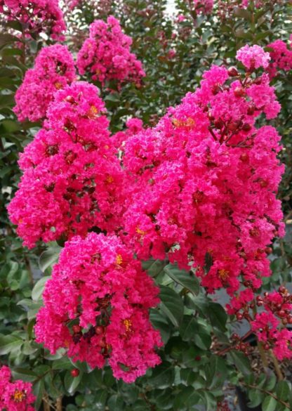 Close-up of hot pink flowers on tree branch