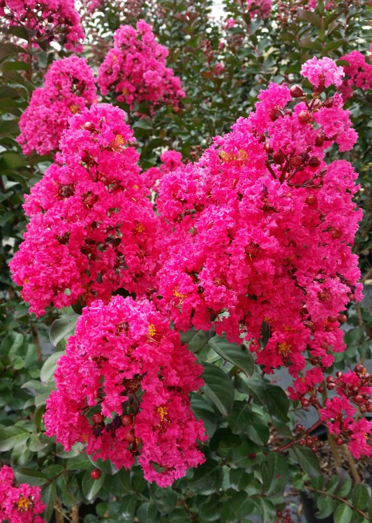 Buy Pink Velour® Crape Myrtle Trees | Stadler Nurseries