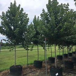 Rows of juvenile shade trees with green leaves in nursery pots
