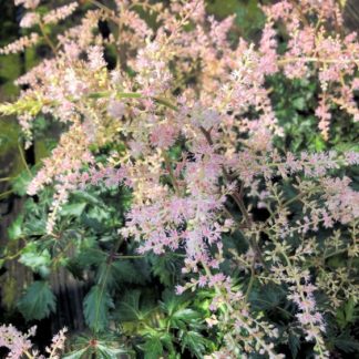 Close-up of light-pink, plume-like flowers