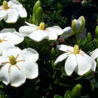 white kleims hardy gardenia
