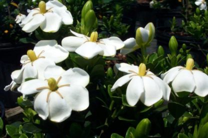 White flowers with yellow centers surrounded by shiny leaves and flower buds