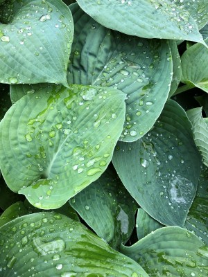 Large bluish-green leaves with water droplets