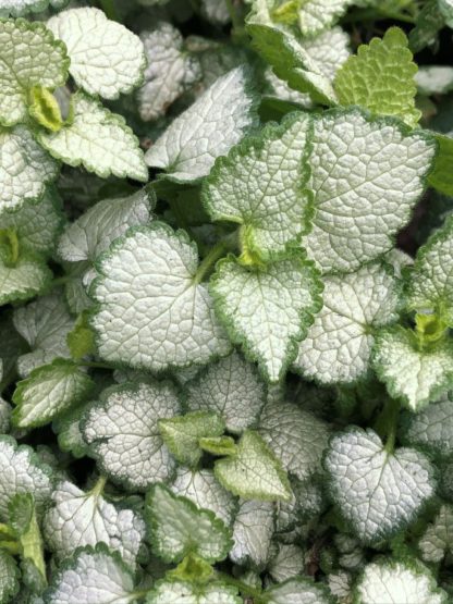 red nancy deadnettle