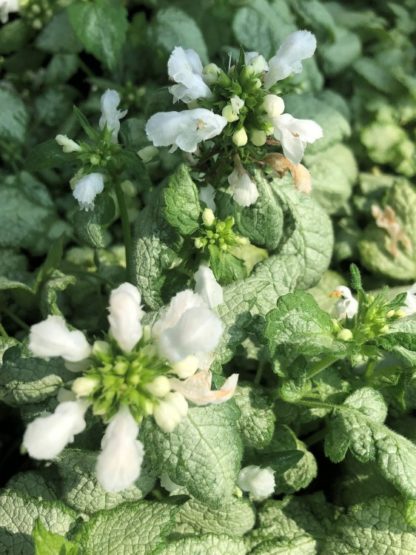 white nancy deadnettle