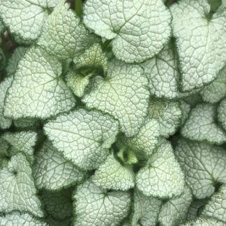 white nancy deadnettle