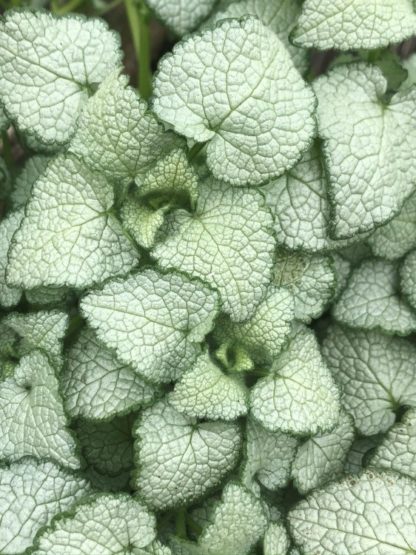 white nancy deadnettle