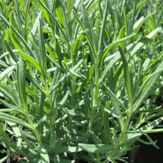 Close-up of greenish-grey, needle-like, upright foliage