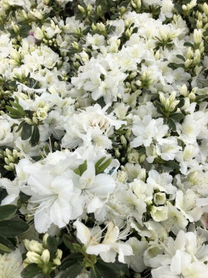 Masses of white flowers and flower buds