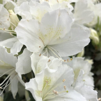 Close-up of white azalea flowers surrounded by green leaves