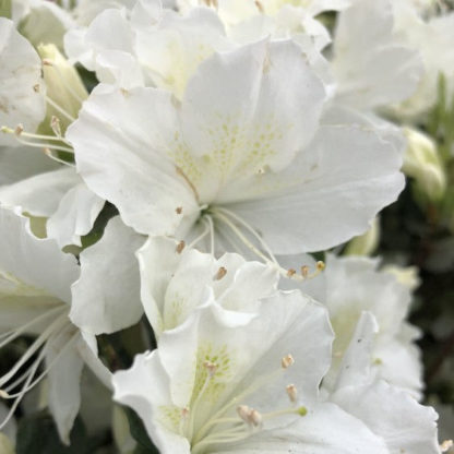 close up of delaware valley white azalea
