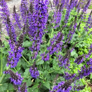 Small green plant with spikes of bluish-purple flowers in front of rock