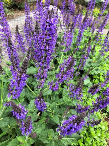 Small green plant with spikes of bluish-purple flowers in front of rock