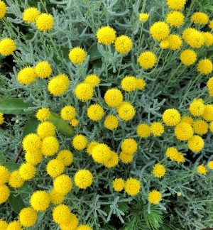 Tiny, button-like, yellow flowers in grey-green foliage