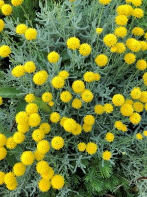 Tiny, button-like, yellow flowers in grey-green foliage