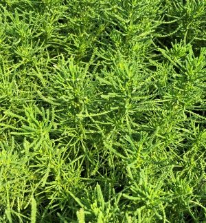 Close-up of green, needle-like, upright foliage