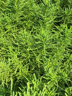 Close-up of green, needle-like, upright foliage