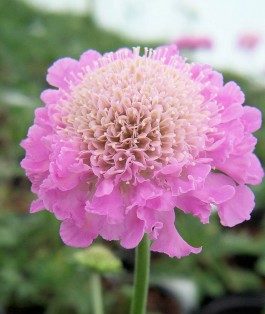 Close up of round pink flower with light pink center