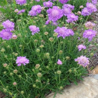 Close up of round blue flowers with light blue centers planted in garden next to curb