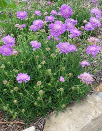 Close up of round blue flowers with light blue centers planted in garden next to curb