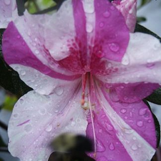 Close-up of white flower with purple stripes