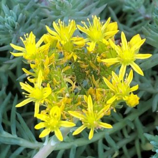 Cluster of tiny-yellow flowers on blue-green succulent foliage