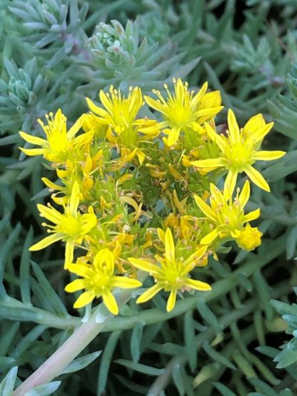 Cluster of tiny-yellow flowers on blue-green succulent foliage