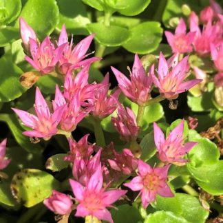 blooming john creech stonecrop