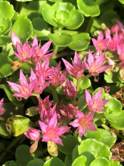 blooming john creech stonecrop