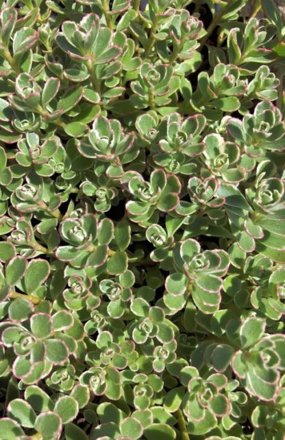 tricolor stonecrop