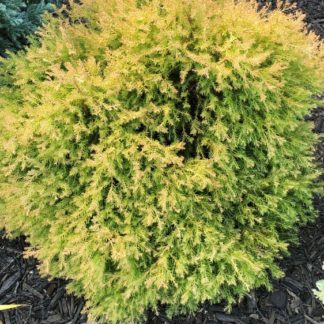 Round, compact shrub with golden yellow needles planted in garden