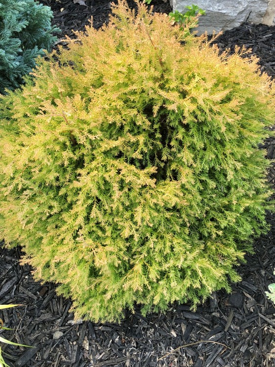 Round, compact shrub with golden yellow needles planted in garden