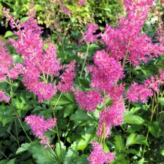 Plumes of raspberry-pink flowers bloom above green foliage