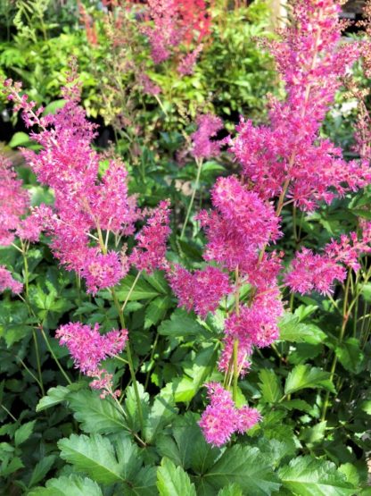 Plumes of raspberry-pink flowers bloom above green foliage