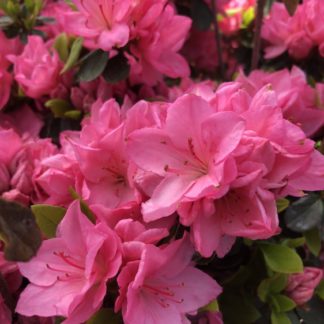 Close-up of bright pink azalea flowers surrounded by green leaves