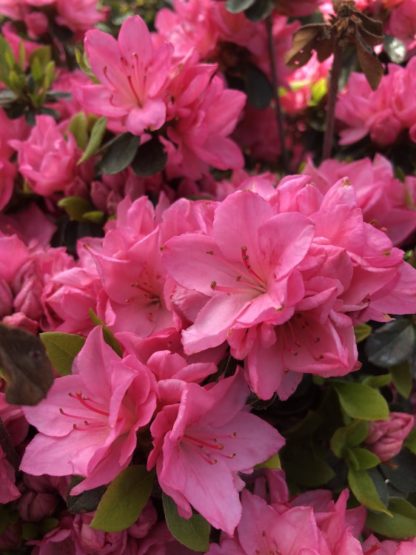 Close-up of bright pink azalea flowers surrounded by green leaves