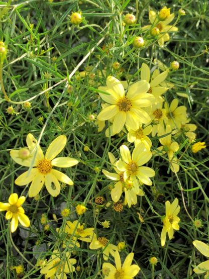 Cluster of pale-yellow flowers bloom from thin green stems