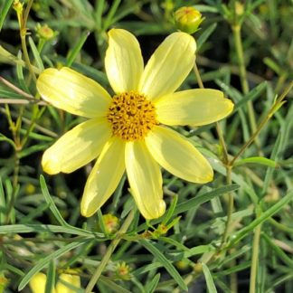 Close-up of pale-yellow flower