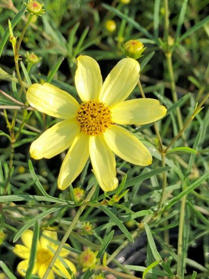 Close-up of pale-yellow flower