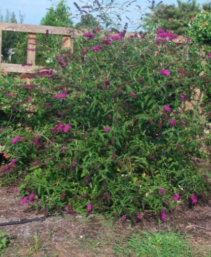Shrub with arching branches with long, spike-like red-pink flowers on the ends of the branches