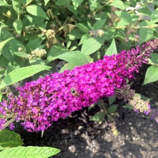 Long, spike-like, red-pink flower with bee