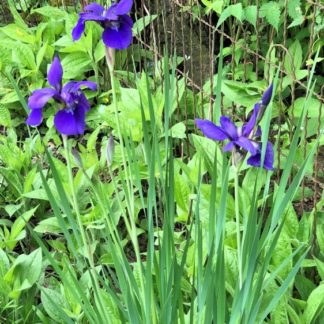 Close up of large purple flowers and grass-like foliage in garden with wire fence