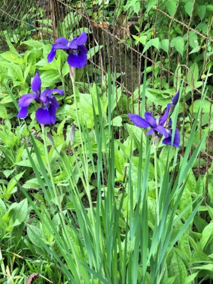 Close up of large purple flowers and grass-like foliage in garden with wire fence