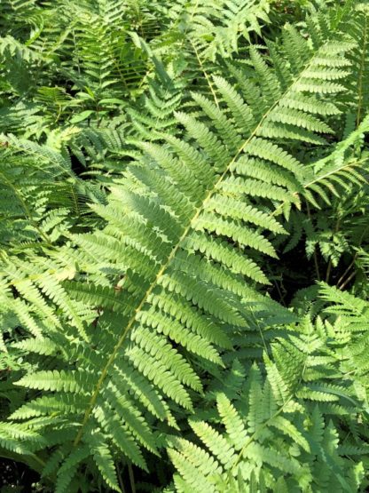 Fern leaves with soft light-green foliage